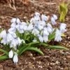 Scilla Mischtschenkoana -Garden Bloomy Shop 39350
