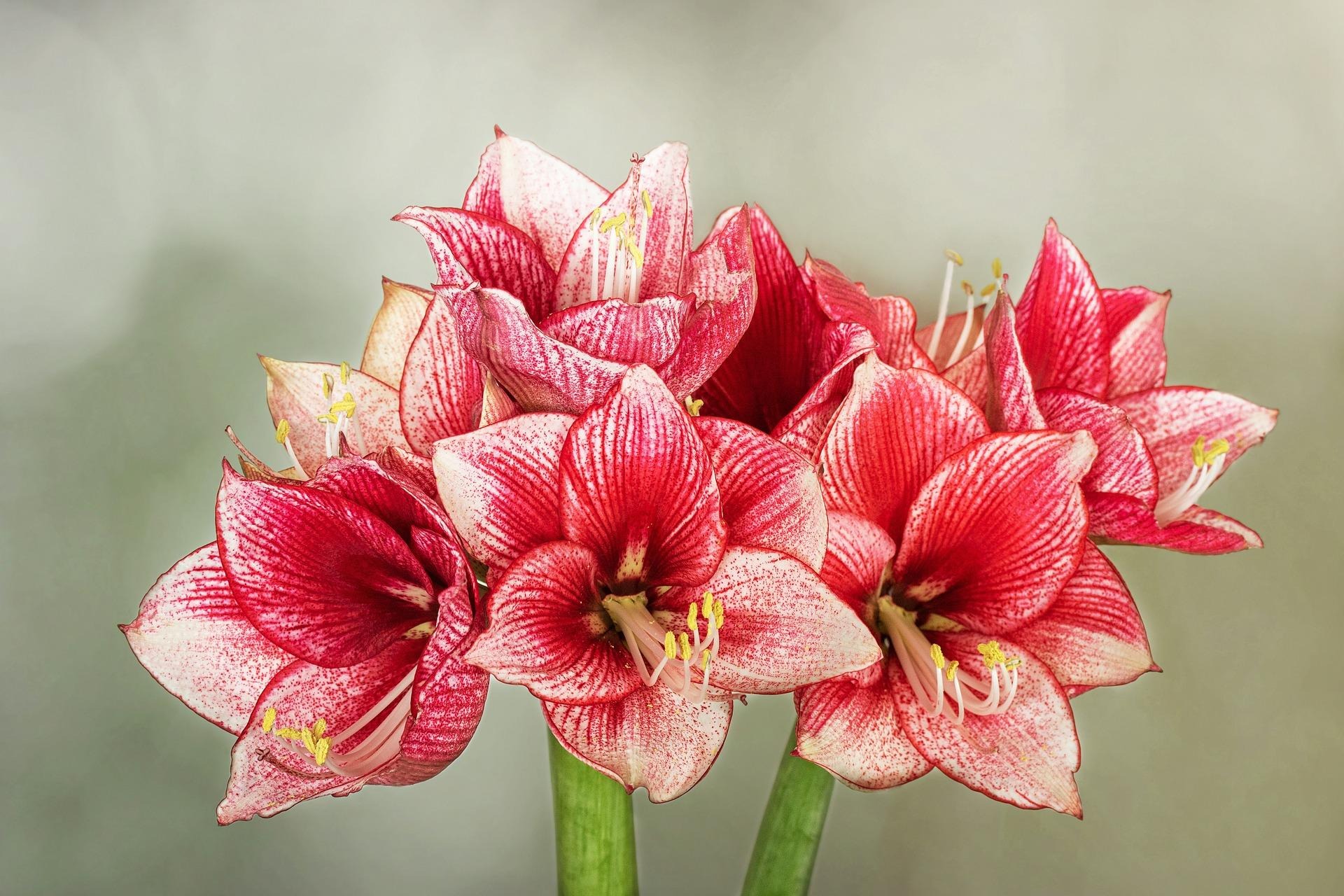 Garden Bloomy Shop 2 Garden Bloomy Shop -Garden Bloomy Shop HGIC indoorplants amaryllis
