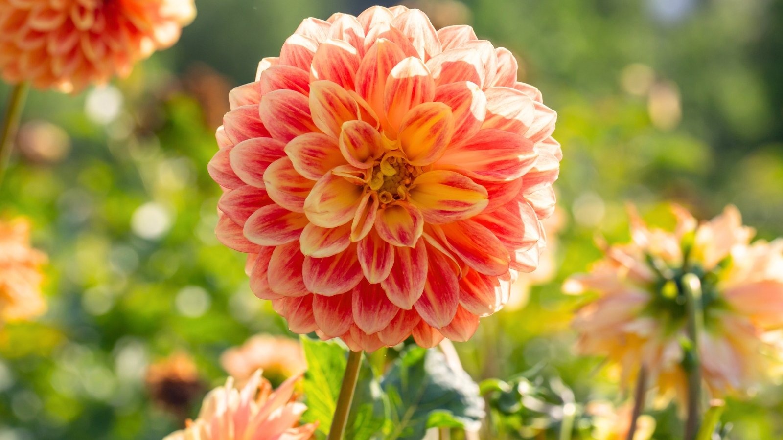 Garden Bloomy Shop 3 Garden Bloomy Shop -Garden Bloomy Shop prize winning dahlias tips