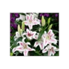 Lilium 'Spectator' 2 Lilium 'Spectator' -Garden Bloomy Shop x600 10120