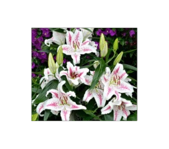 Lilium 'Spectator'