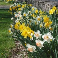 Collaboration For Part Shade For The South - Daffodils & Hosta 8 Collaboration For Part Shade For The South - Daffodils & Hosta -Garden Bloomy Shop x600 10713 1