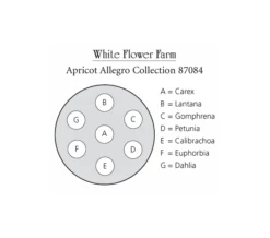 Apricot Allegro Annual Collection 19 Apricot Allegro Annual Collection -Garden Bloomy Shop x600 10817