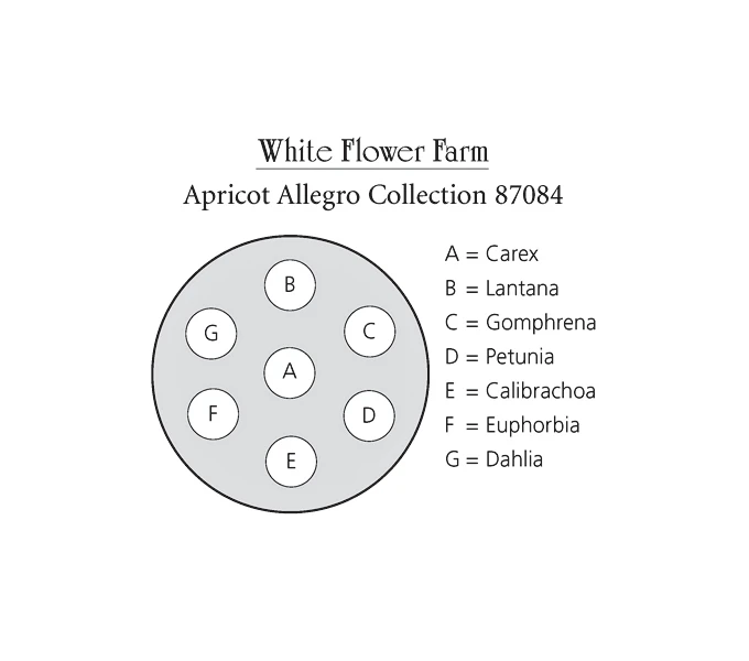 Apricot Allegro Annual Collection 11 Apricot Allegro Annual Collection - Image 9