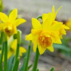 Narcissus 'Tête Bouclé' -Garden Bloomy Shop x600 10967