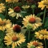 Echinacea Prairie Pillars™ 'Aloha' 2 Echinacea Prairie Pillars™ 'Aloha' -Garden Bloomy Shop x600 11046