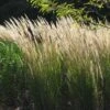 Ornamental Grass: Calamagrostis X Acutiflora 'Karl Foerster' -Garden Bloomy Shop x600 11195