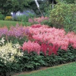 Cornerstone Astilbe Collection -Garden Bloomy Shop x600 11201
