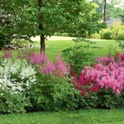 Cornerstone Astilbe Collection -Garden Bloomy Shop x600 11202