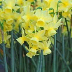 Award-winning Miniature Daffodils -Garden Bloomy Shop x600 11226