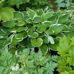Emerald Isle Hosta Collection -Garden Bloomy Shop x600 11396