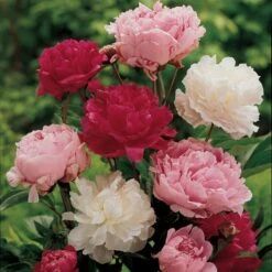 Old-Time Peony Collection 13 Old-Time Peony Collection -Garden Bloomy Shop x600 11407