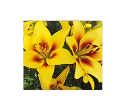 Bold Colors Asiatic Lily Mix -Garden Bloomy Shop x600 11468