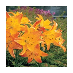Bold Colors Asiatic Lily Mix -Garden Bloomy Shop x600 11470