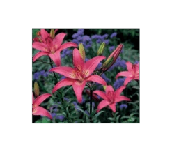 Bold Colors Asiatic Lily Mix -Garden Bloomy Shop x600 11471