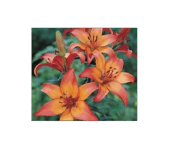 Bold Colors Asiatic Lily Mix -Garden Bloomy Shop x600 11472