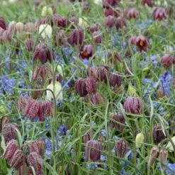 Fritillaria Meleagris Mix -Garden Bloomy Shop x600 11486