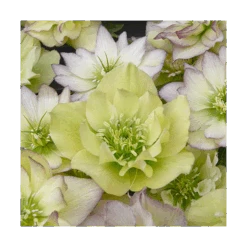 Helleborus Wedding Party® Mix 14 Helleborus Wedding Party® Mix -Garden Bloomy Shop x600 11506