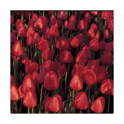 Next Generation Perennial Tulip Mix -Garden Bloomy Shop x600 11528