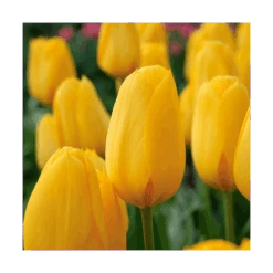 Next Generation Perennial Tulip Mix -Garden Bloomy Shop x600 11529