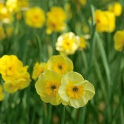 Award-winning Miniature Daffodils -Garden Bloomy Shop x600 11541 1
