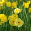 Scent Of Spring Daffodil Mix -Garden Bloomy Shop x600 11541