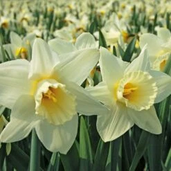 White Trumpet Solo Daffodil Mix -Garden Bloomy Shop x600 11543