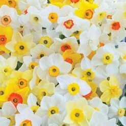 Small-Cupped Narcissus Mix -Garden Bloomy Shop x600 11549