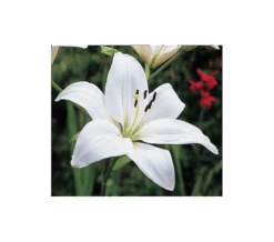 Strawberries & Cream Lilium Mix 17 Strawberries & Cream Lilium Mix -Garden Bloomy Shop x600 11559