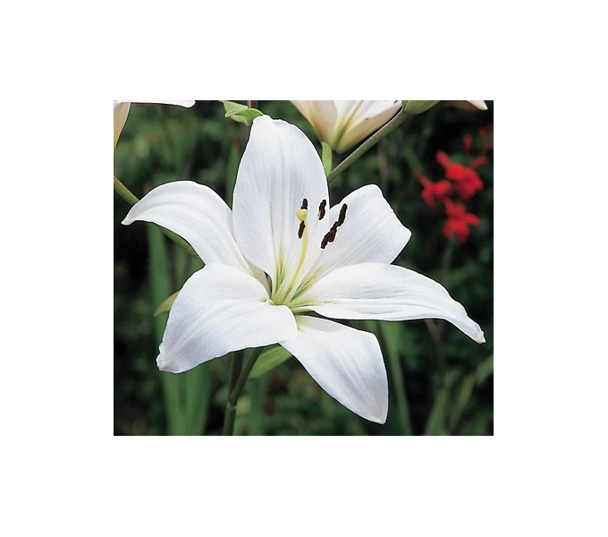 Strawberries & Cream Lilium Mix 6 Strawberries & Cream Lilium Mix - Image 4