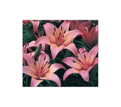 Strawberries & Cream Lilium Mix 18 Strawberries & Cream Lilium Mix -Garden Bloomy Shop x600 11560