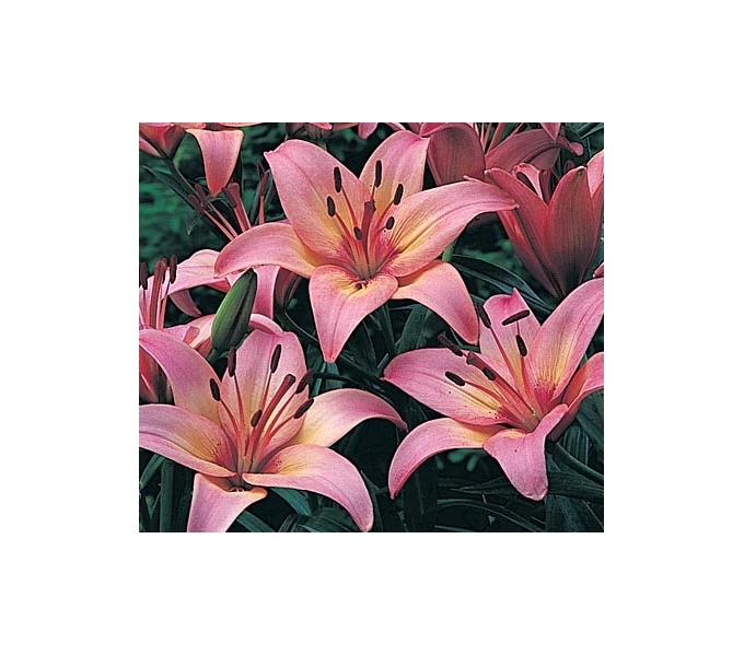 Strawberries & Cream Lilium Mix 7 Strawberries & Cream Lilium Mix - Image 5