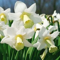 White Trumpet Solo Daffodil Mix -Garden Bloomy Shop x600 11562