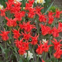 Tulip 'Rigas Barikades' -Garden Bloomy Shop x600 11563