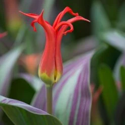 Tulip 'Rigas Barikades' -Garden Bloomy Shop x600 11565