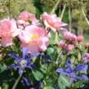 Full Season Color Duo Rose & Clematis Collection -Garden Bloomy Shop x600 11566 1