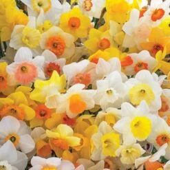 Weatherproof Large-Cupped Daffodil Mix -Garden Bloomy Shop x600 11569