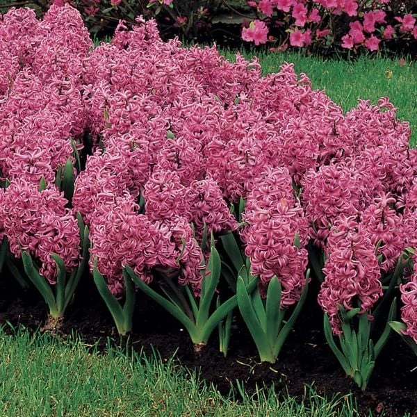 Vivid Hyacinth Mix 6 Vivid Hyacinth Mix - Image 4