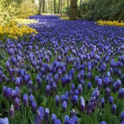 Muscari Latifolium -Garden Bloomy Shop x600 11583