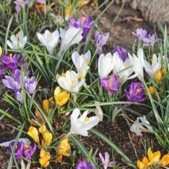 Farewell To Winter Crocus Mix 13 Farewell To Winter Crocus Mix -Garden Bloomy Shop x600 11608