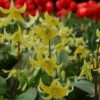 Erythronium 'Pagoda' -Garden Bloomy Shop x600 11620