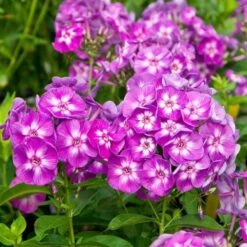 Pollinator Garden For Sun 17 Pollinator Garden For Sun -Garden Bloomy Shop x600 11645