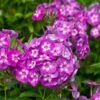 Phlox Paniculata 'Laura' -Garden Bloomy Shop x600 11647