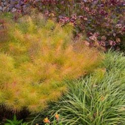 Amsonia Hubrichtii 17 Amsonia Hubrichtii -Garden Bloomy Shop x600 11665