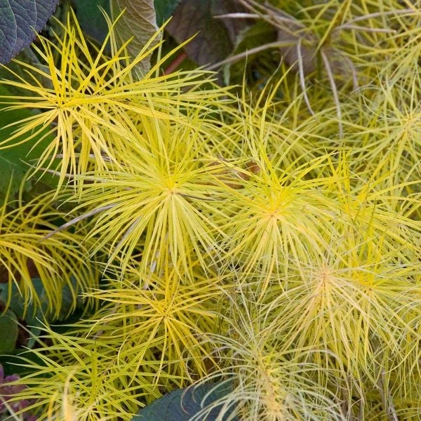 Amsonia Hubrichtii 8 Amsonia Hubrichtii - Image 6