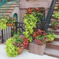 Hummingbird Annual Collection -Garden Bloomy Shop x600 11670