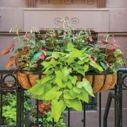 Hummingbird Annual Collection -Garden Bloomy Shop x600 11672