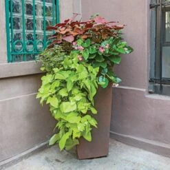 Hummingbird Annual Collection -Garden Bloomy Shop x600 11673