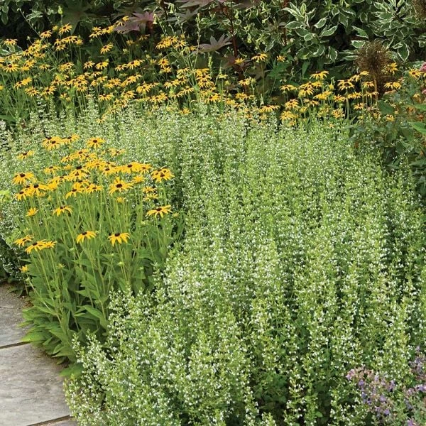 Calamintha Nepeta Subsp. Nepeta 4 Calamintha Nepeta Subsp. Nepeta - Image 2