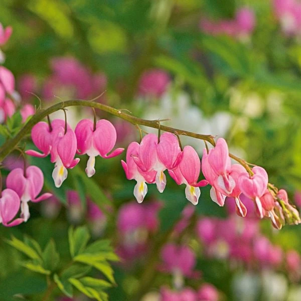 Dicentra Spectabilis 3 Dicentra Spectabilis